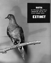 extinct passenger pigeon