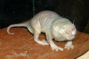 image of naked mole rat