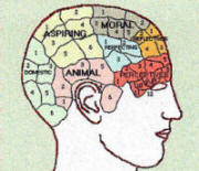 phrenology map of the brain