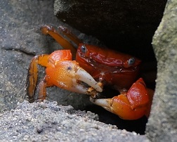 angry crab image