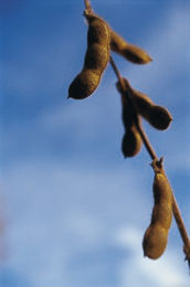 soybean image